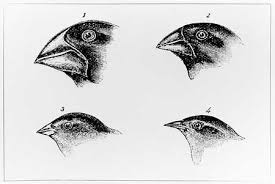 Darwin's sketches of the Galapagos Island finch beaks